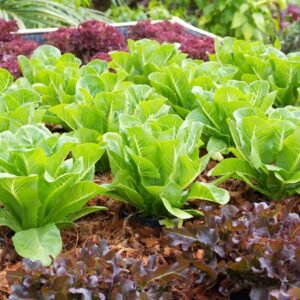 Lettuce